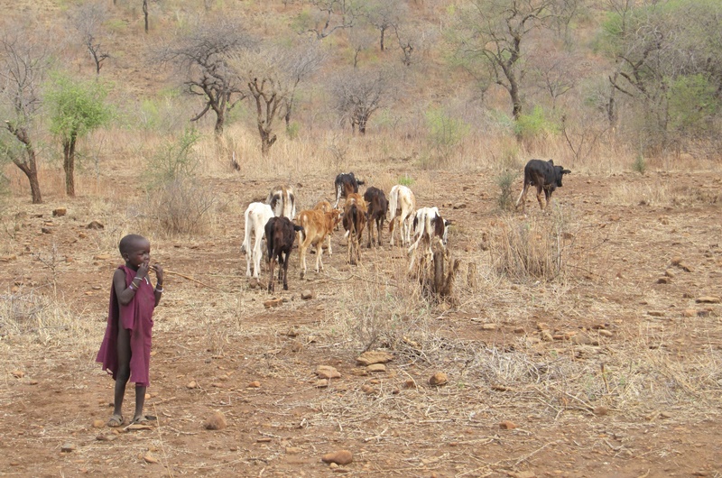 A child watches some cattle near the villages.